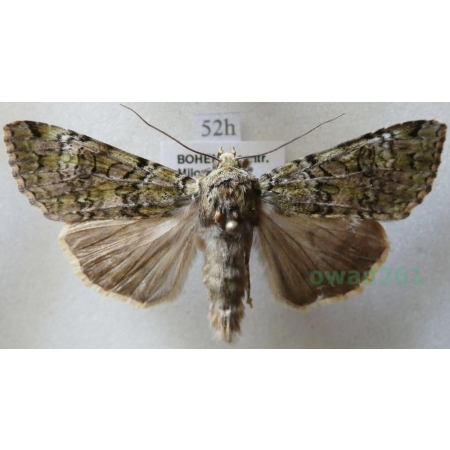 Crypsedra gemmea (Treitschke, 1825) Czech52h
